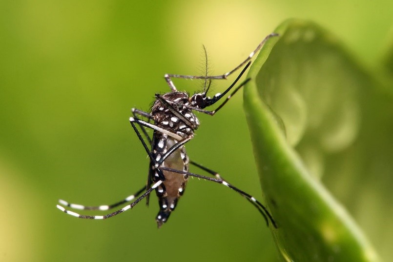 Disminuyeron los casos de dengue en Villavicencio 1