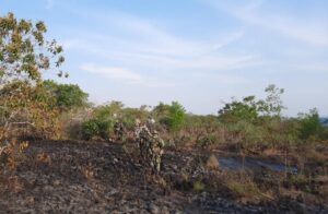 Logran extinguir incendio forestal en La Macarena 6