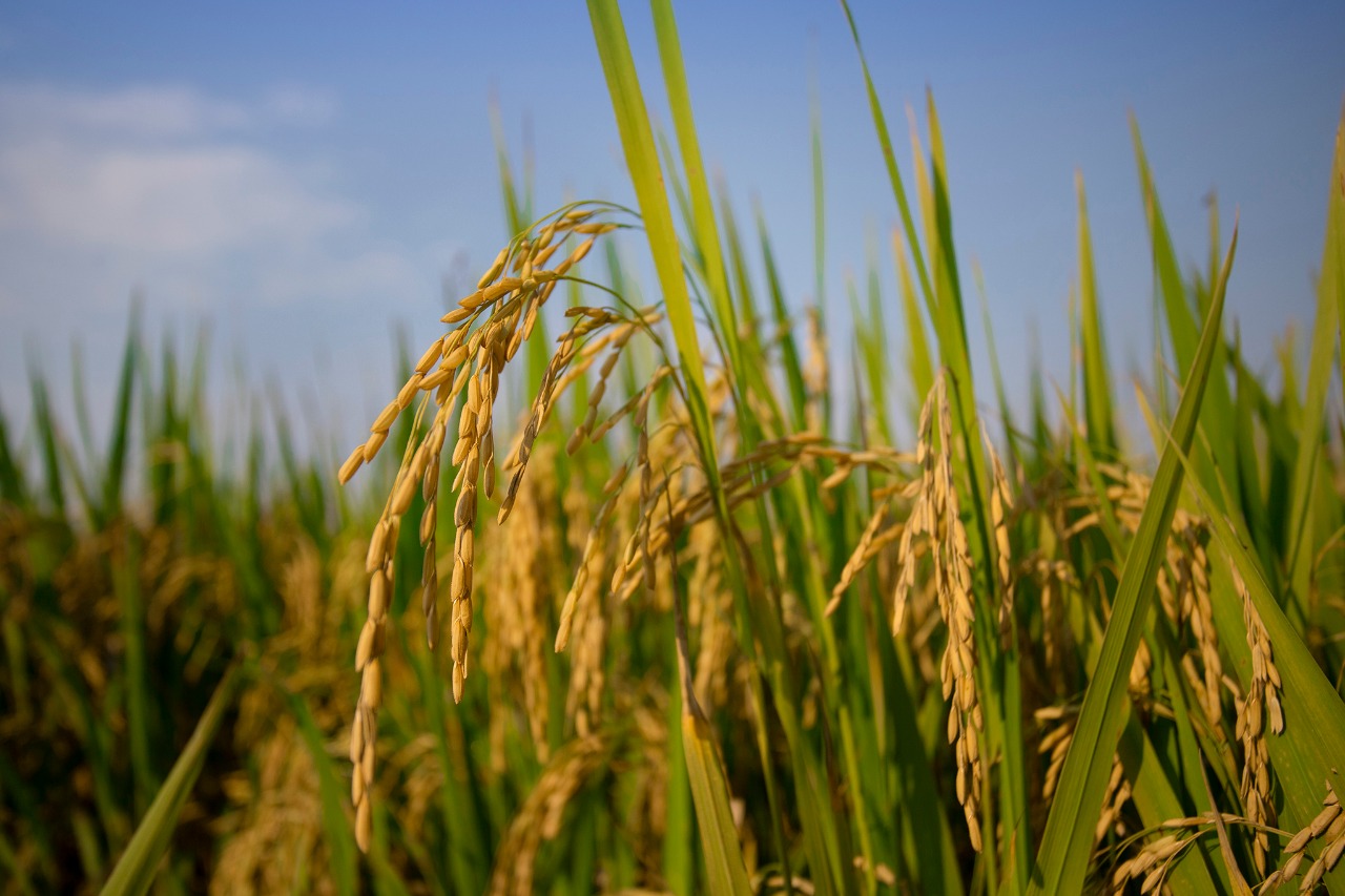 Ordenarán la producción de arroz en Colombia hasta el año 2038 1