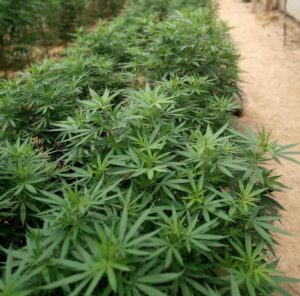 'Se eleva' el negocio del cannabis en el Meta 2