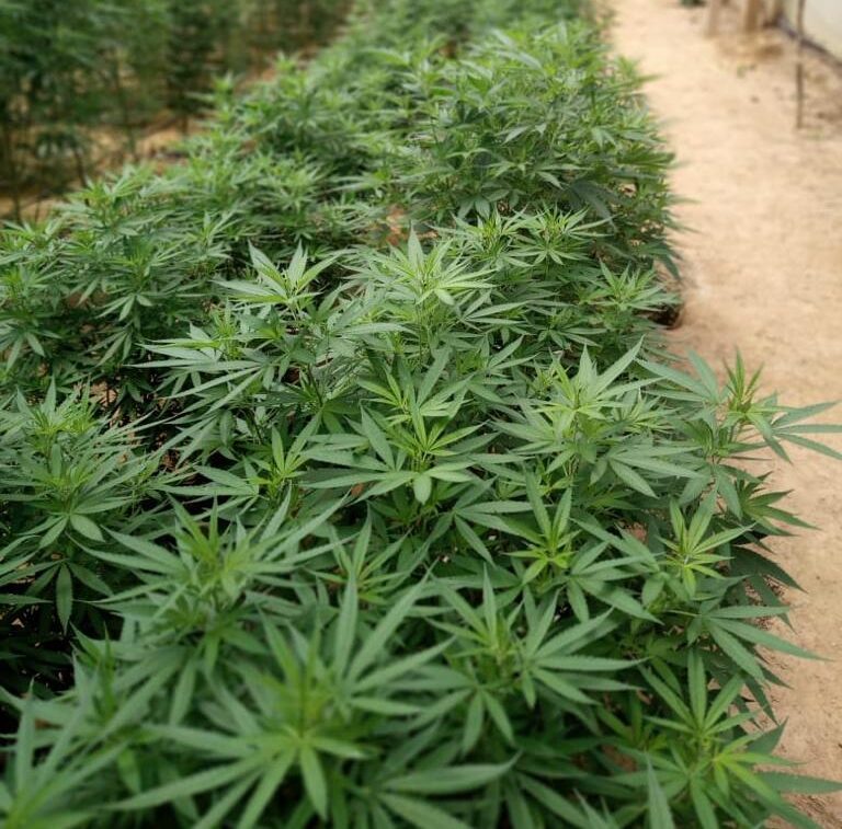 Se fortalece la producción de Cannabis en el Meta 1