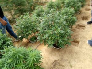 Se fortalece la producción de Cannabis en el Meta 2