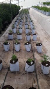 Se fortalece la producción de Cannabis en el Meta 4