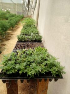 Se fortalece la producción de Cannabis en el Meta 3