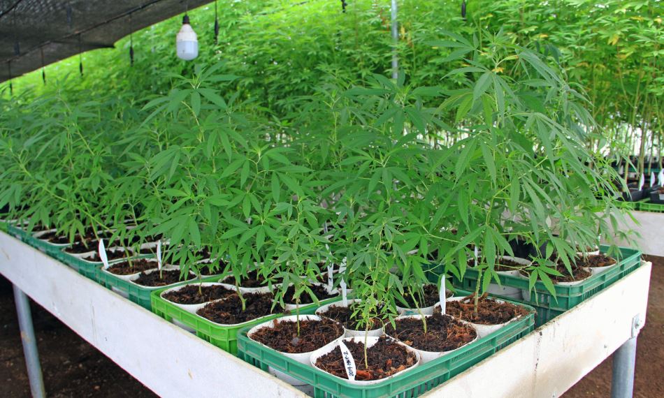 'Se eleva' el negocio del cannabis en el Meta 3