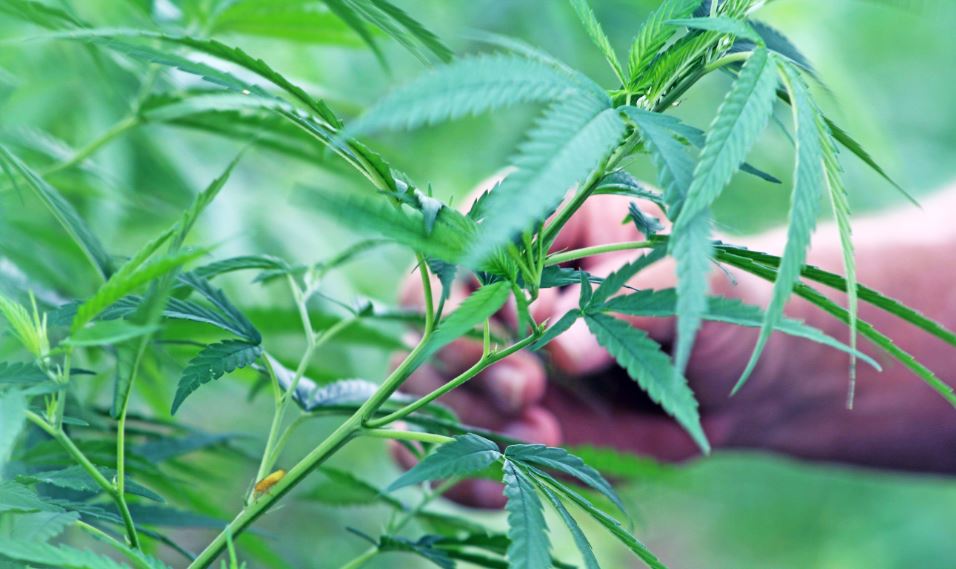 'Se eleva' el negocio del cannabis en el Meta 1