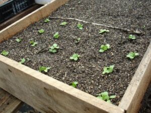 Aprenda a hacer un semillero en casa en cinco pasos 3