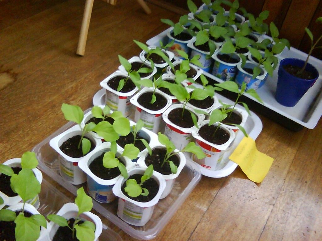 Aprenda a hacer un semillero en casa en cinco pasos 1