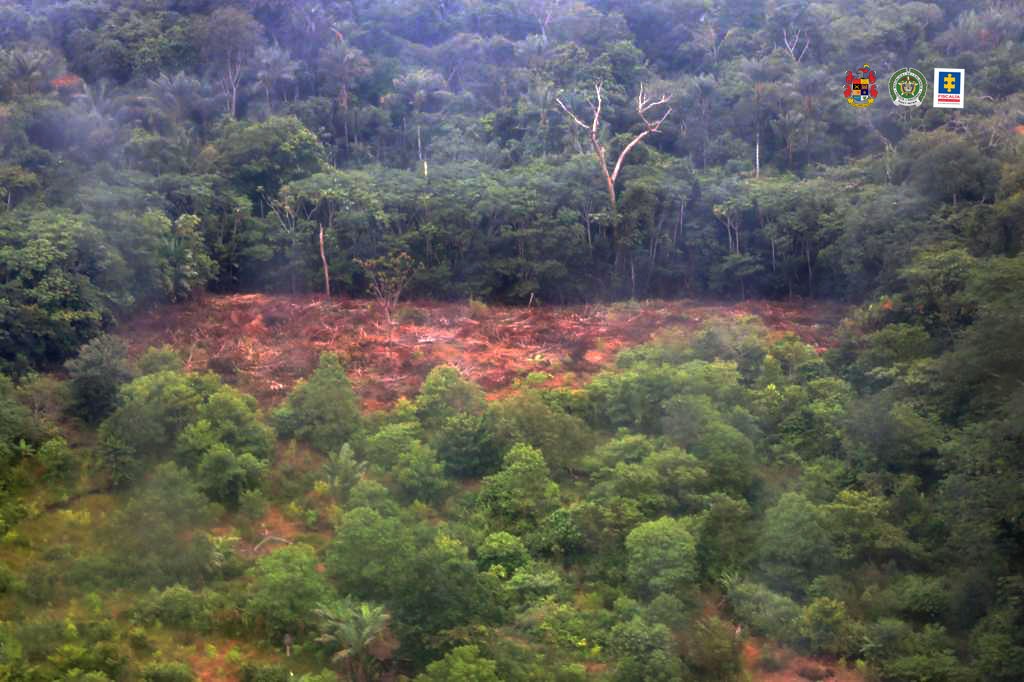 Terratenientes, principales responsables de la deforestación 1