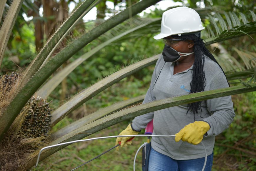 "Alrededor del 31% de productores de palma son mujeres": Fedepalma 1