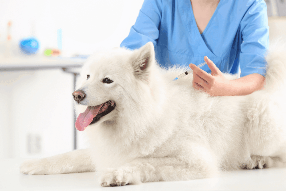 Vacunación antirrábica para mascotas en Villavicencio 1