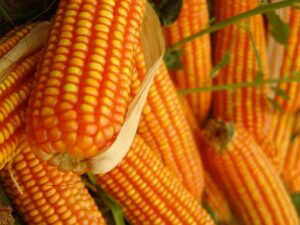 Meta sembró 30 mil hectáreas de maíz transgénico 2