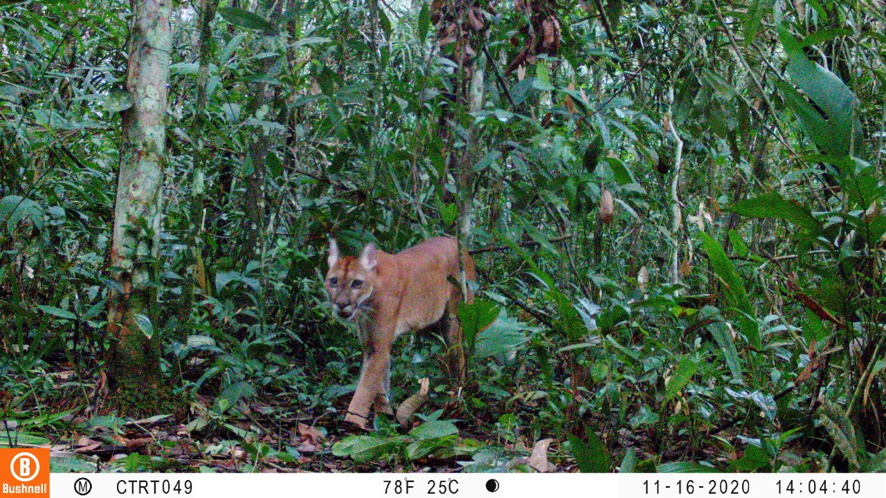 Con cámaras ocultas monitorean especies en la Orinoquía 1
