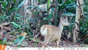 Con cámaras ocultas monitorean especies en la Orinoquía 2