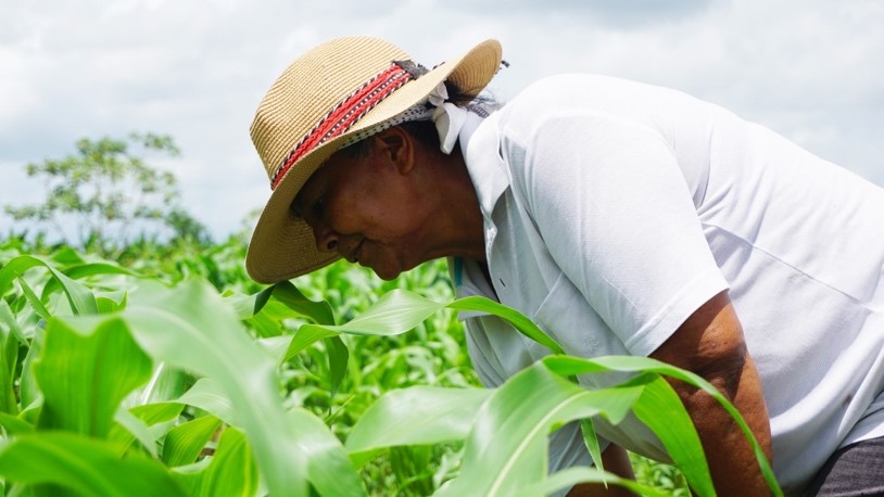 Abierta convocatoria que beneficia a productores agropecuarios de Villavicencio 1