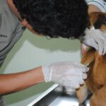 Medicina veterinaria de Unillanos logró acreditación internacional 2