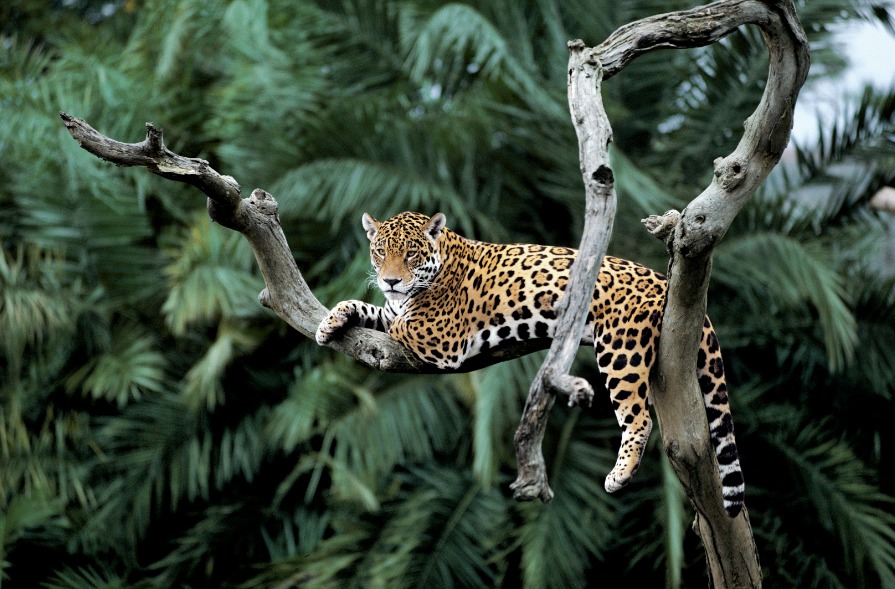 Llamado a la conservación del Jaguar: WWF 1