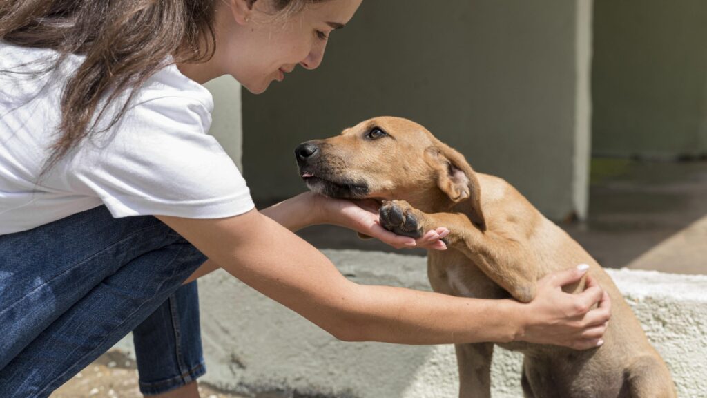 Gobierno reglamenta la Ley Ángel y una ‘ruta de atención’ para animales víctimas de maltrato