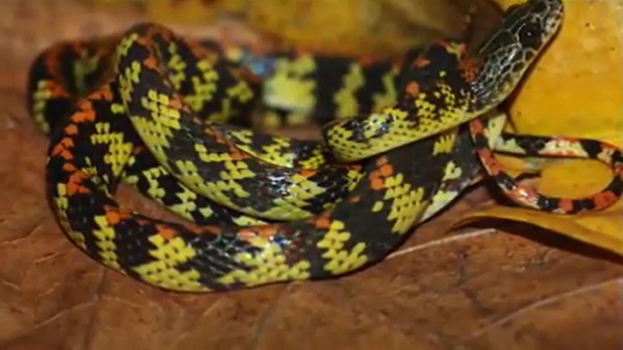 Las serpientes y su importancia para el ecosistema 1
