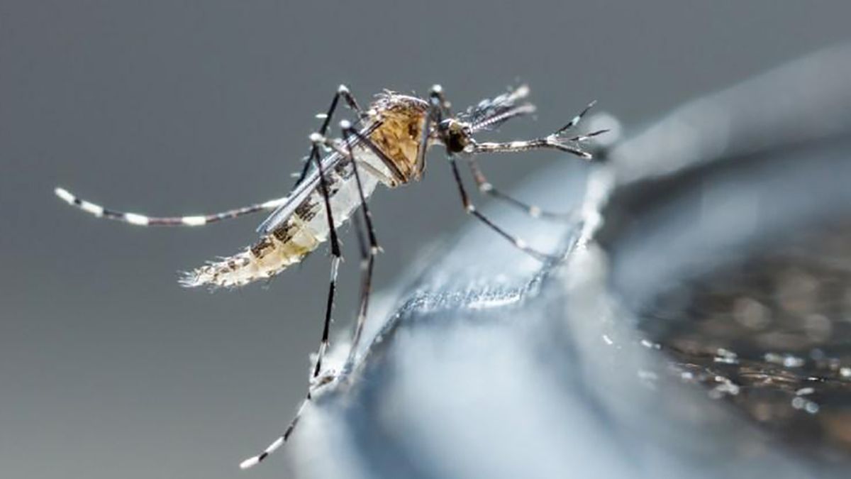Alerta por posible propagación de dengue en el 2022 1