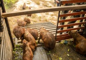 Chigüiros en sobrepoblación fueron puestos a salvo en reserva natural 2