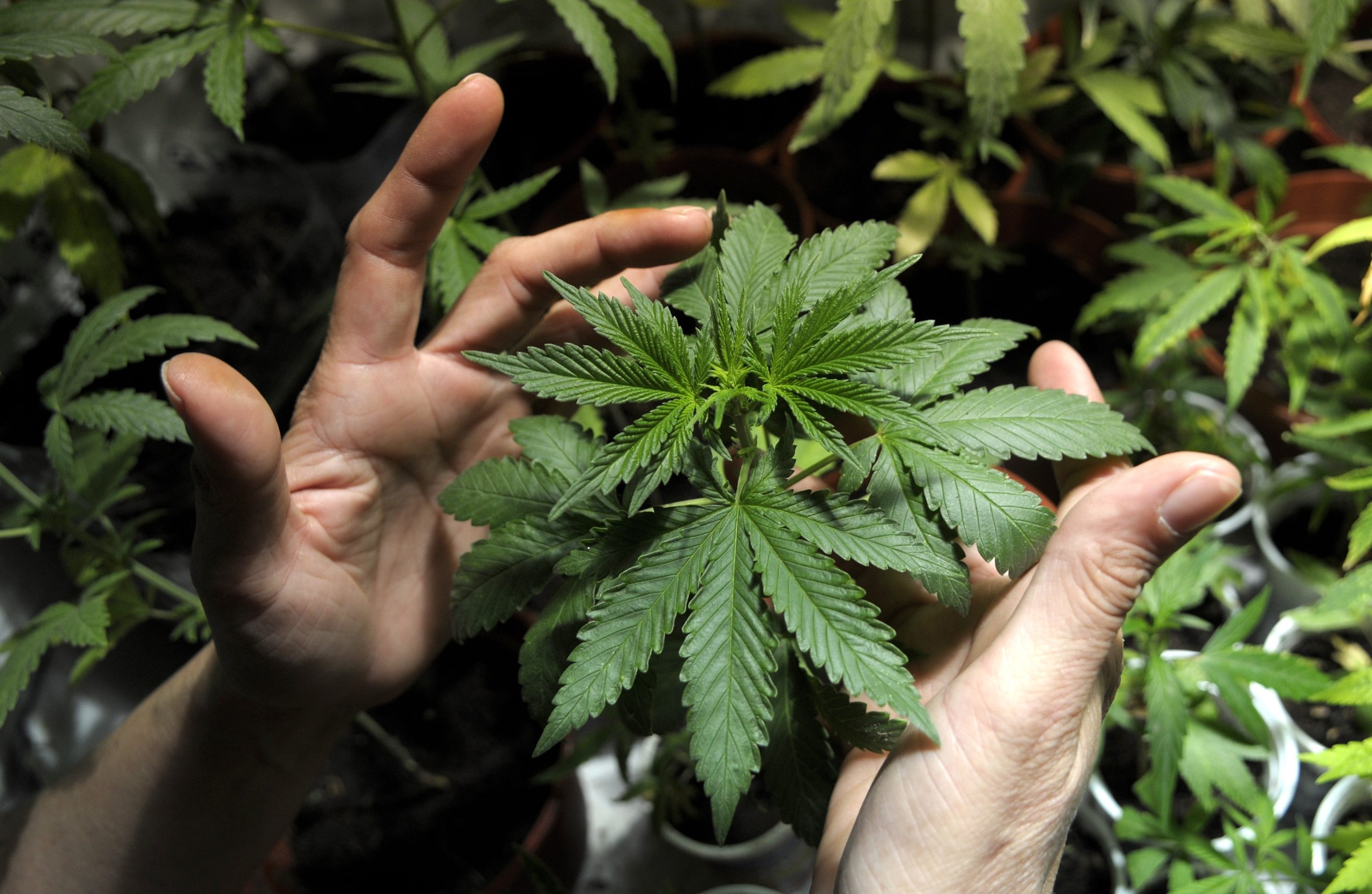 Gobierno Nacional reglamentó uso industrial del cannabis 1