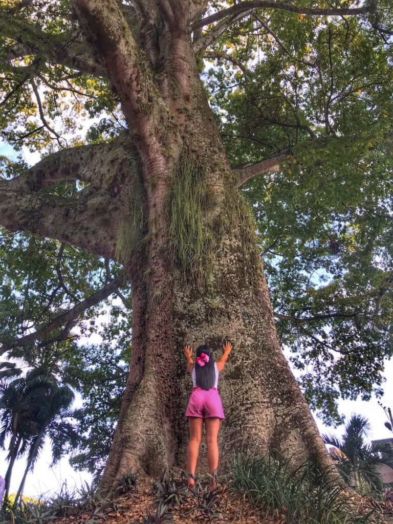 Esta es la lucha por los 'árboles abuelos’ en Villavicencio 3