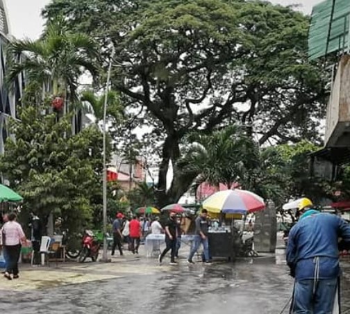 Esta es la lucha por los 'árboles abuelos’ en Villavicencio 2