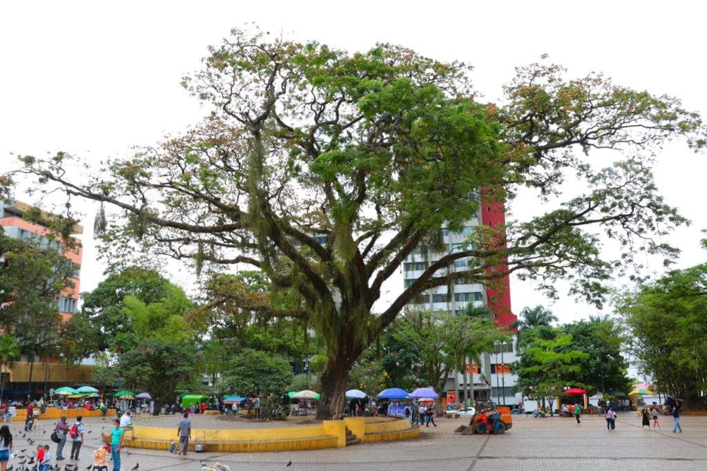Esta es la lucha por los 'árboles abuelos’ en Villavicencio 1