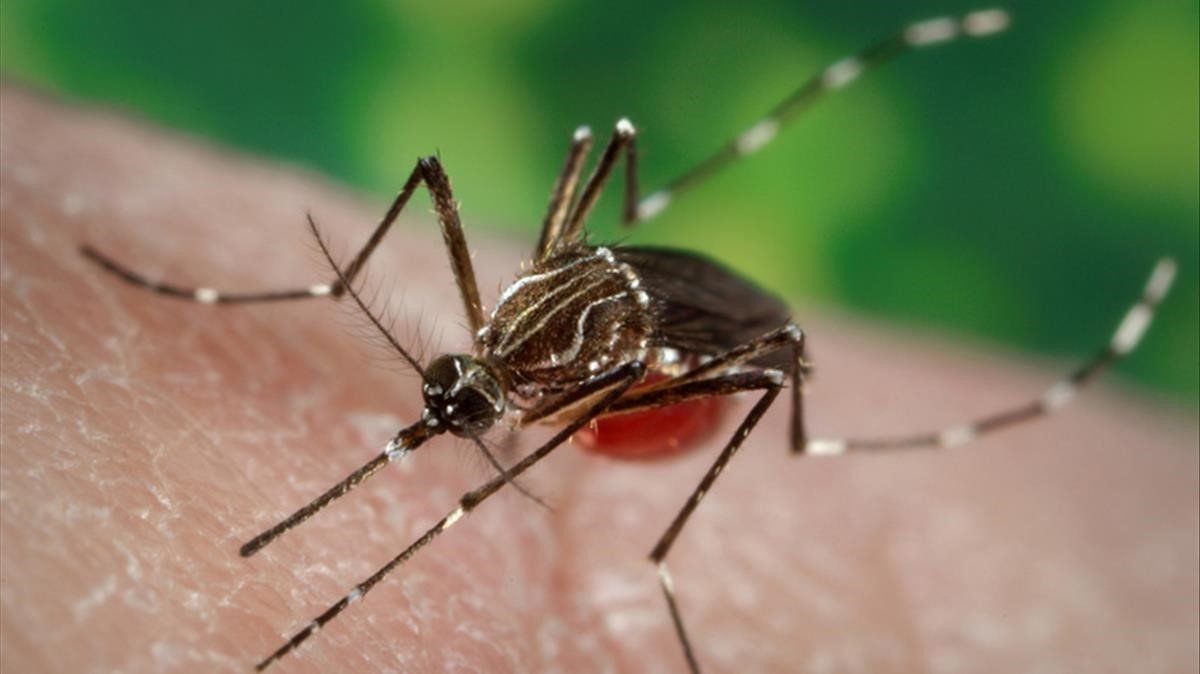 Alertan sobre el aumento de casos de dengue en el Meta 1