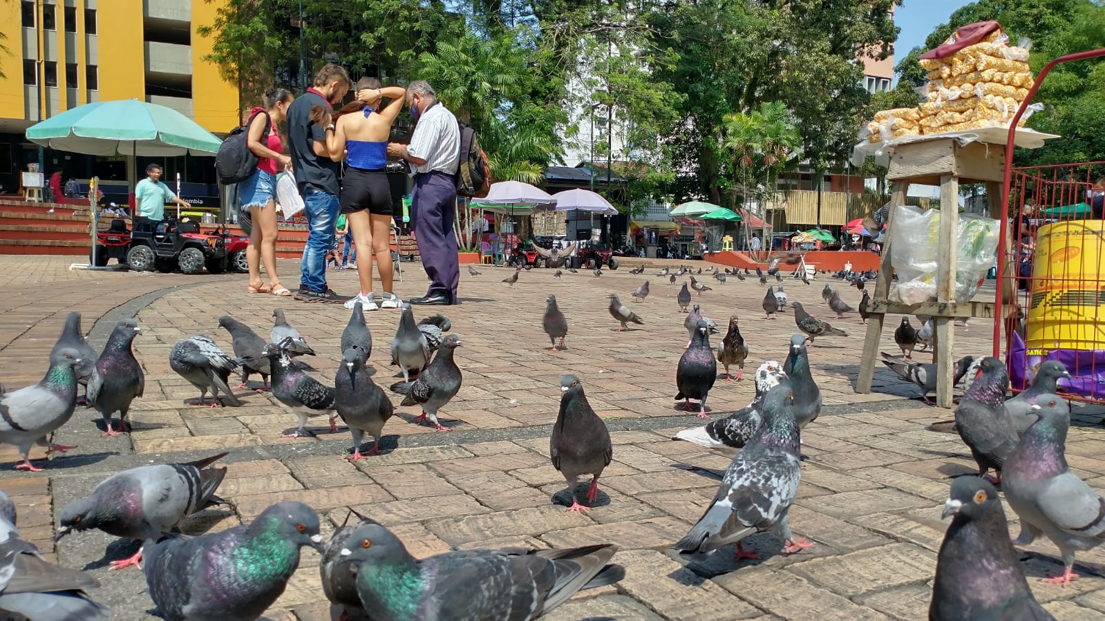 Comunas de Villavicencio, en riesgo por aumento de palomas: estudio 1