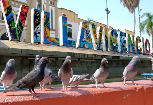 Comunas de Villavicencio, en riesgo por aumento de palomas: estudio 2