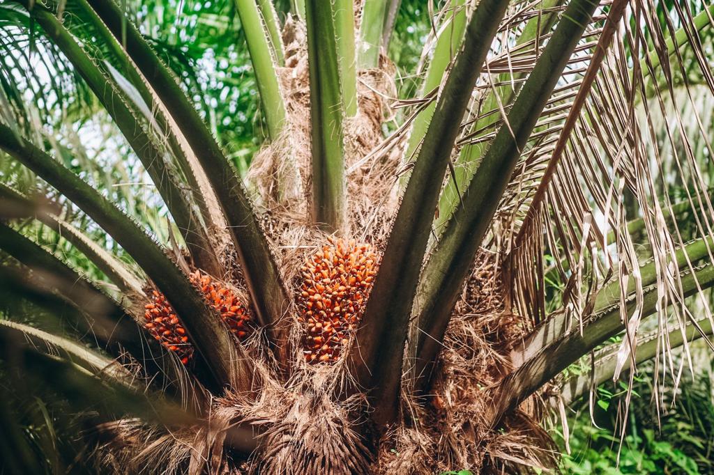 Investigación local para combatir problemas fitosanitarios en el sector palmicultor 3