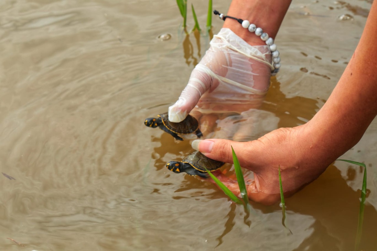 Liberaron 640 tortugas Terecay para la conservación de la especie 1