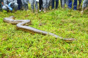 Época invernal incrementa la aparición de serpientes 2