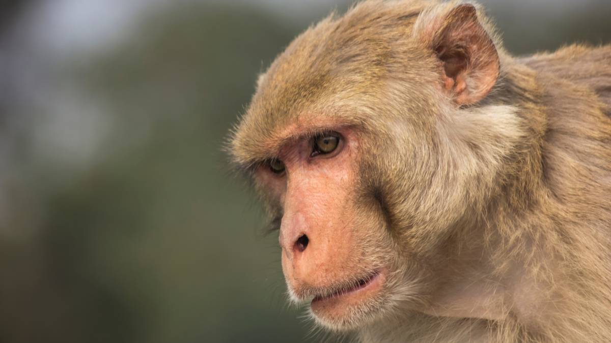 Salud | Viruela del mono ¿otra pandemia? 1