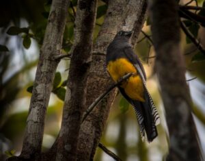 Llega 'Villavistar', el nuevo club de avistamiento de aves en Villavicencio 2