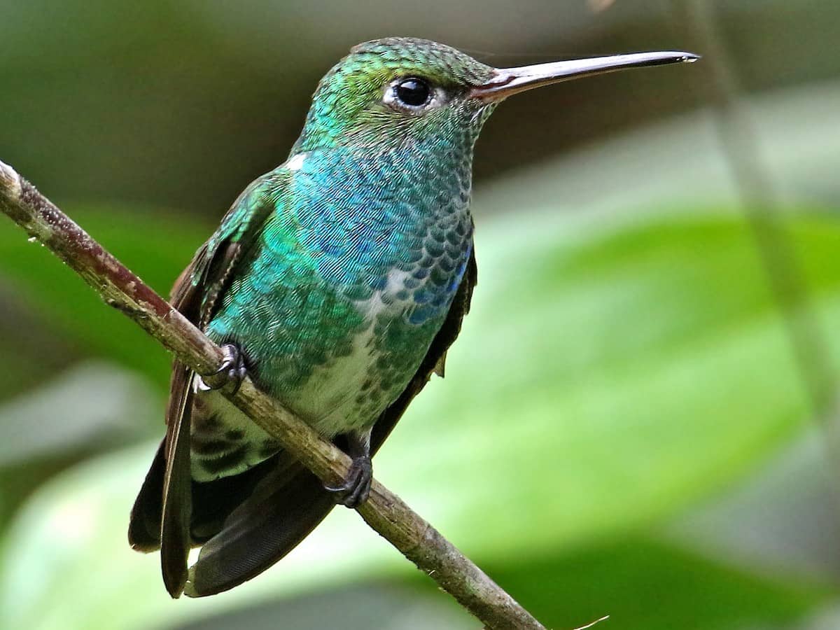 Realizaron Censo Neotropical de 50 aves acuáticas en Villavicencio 1