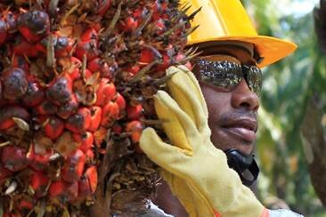 Creció la producción de aceite de palma en Colombia 1