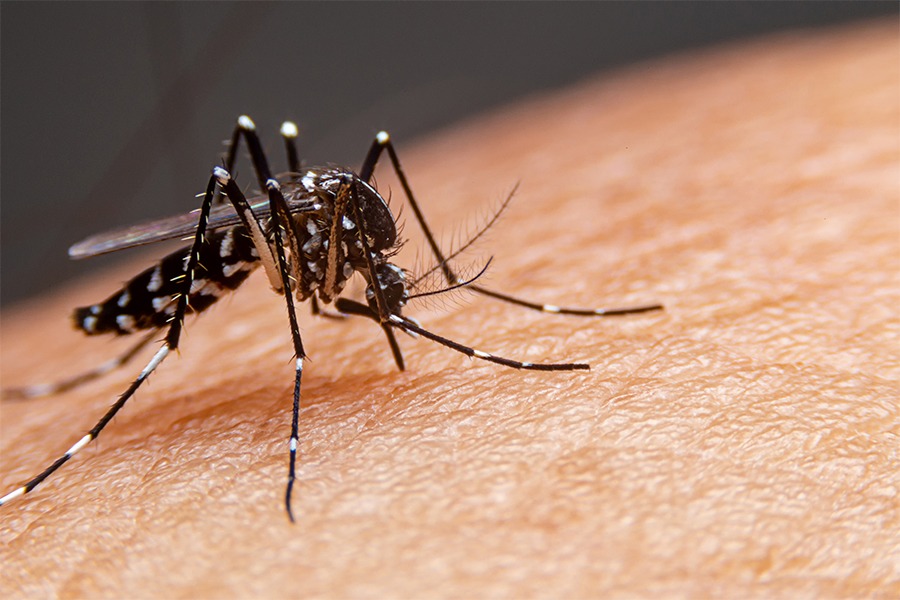 Meta registra cerca de 3.000 casos de dengue 1