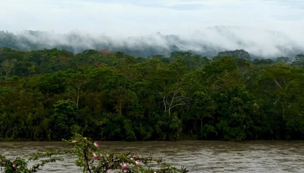 Falta de fósforo amenaza crecimiento de Amazonia 1