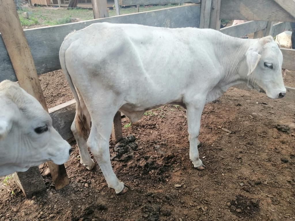 Familia de El Dorado inició proyecto de cría de ganado en tierras restituidas 2