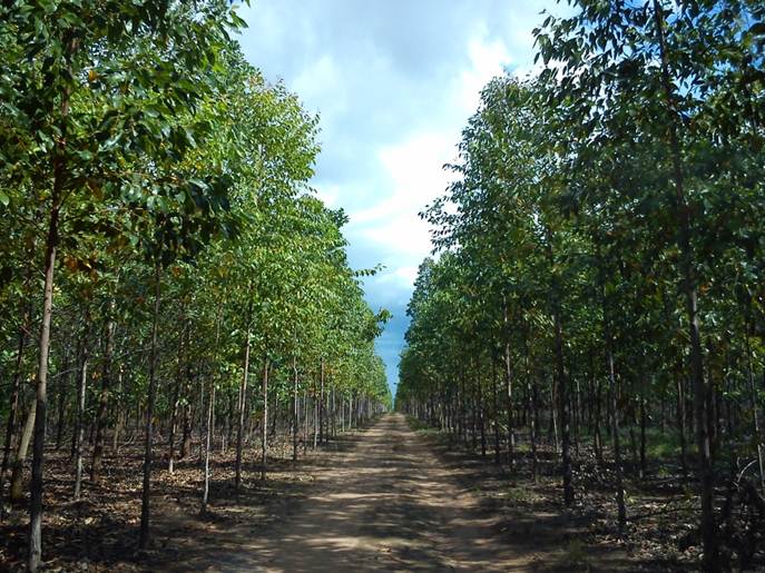 115.000 árboles serán resembrados en Puerto Gaitán 3