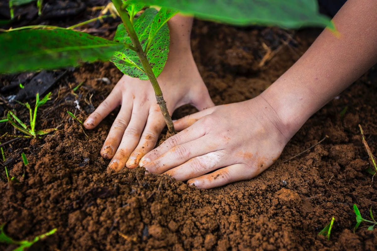La siembra de árboles como contribución a la sostenibilidad del planeta 1