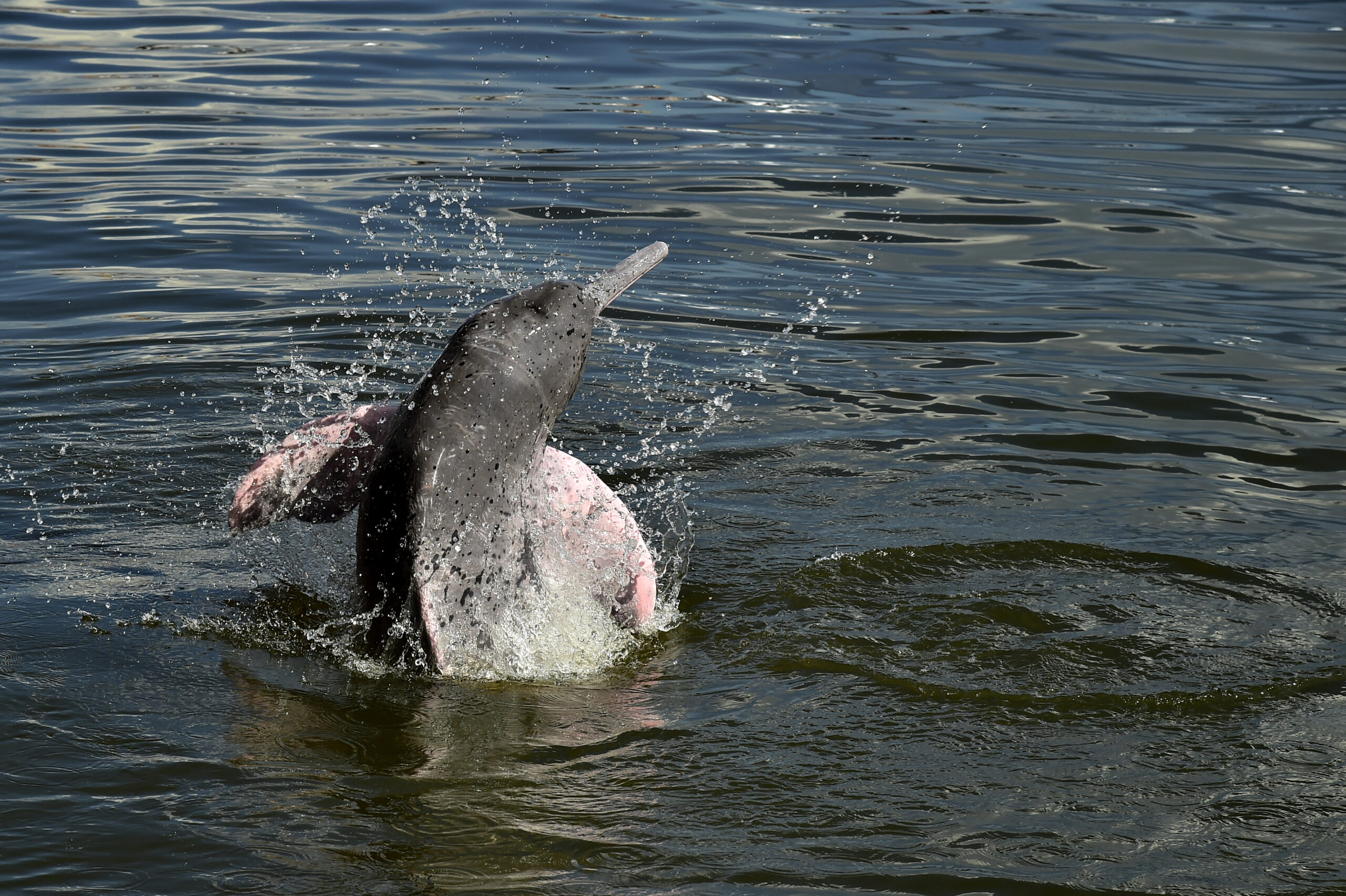 Salvavidas para delfines rosados 1