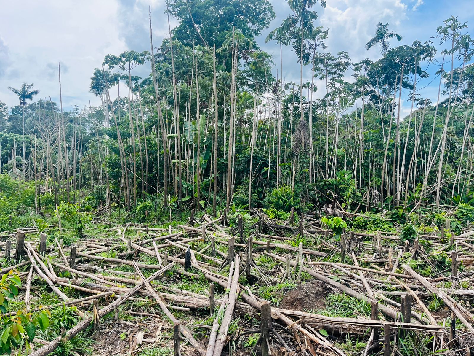 Autoridades realizaron operativos contra la deforestación en Mapiripán 1