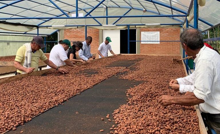 El cacao del Meta hizo historia en una subasta 1