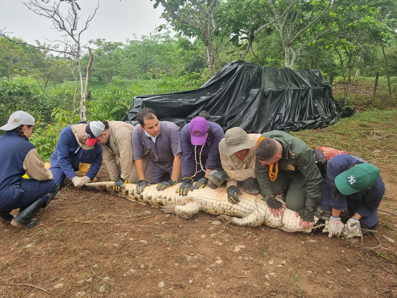 25 cocodrilos del Orinoco fueron trasladados al Vichada 1