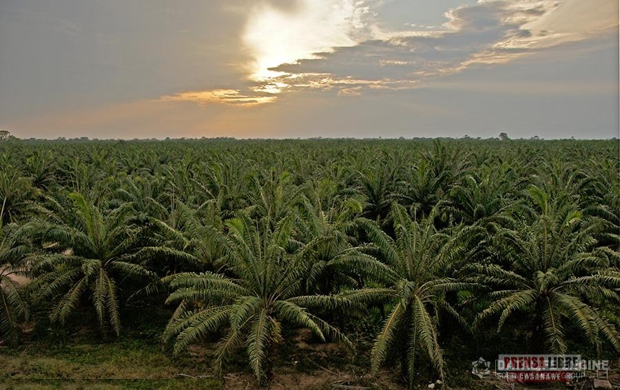 El Meta sigue liderando la lista de las regiones con más cultivo de palma en el país 1