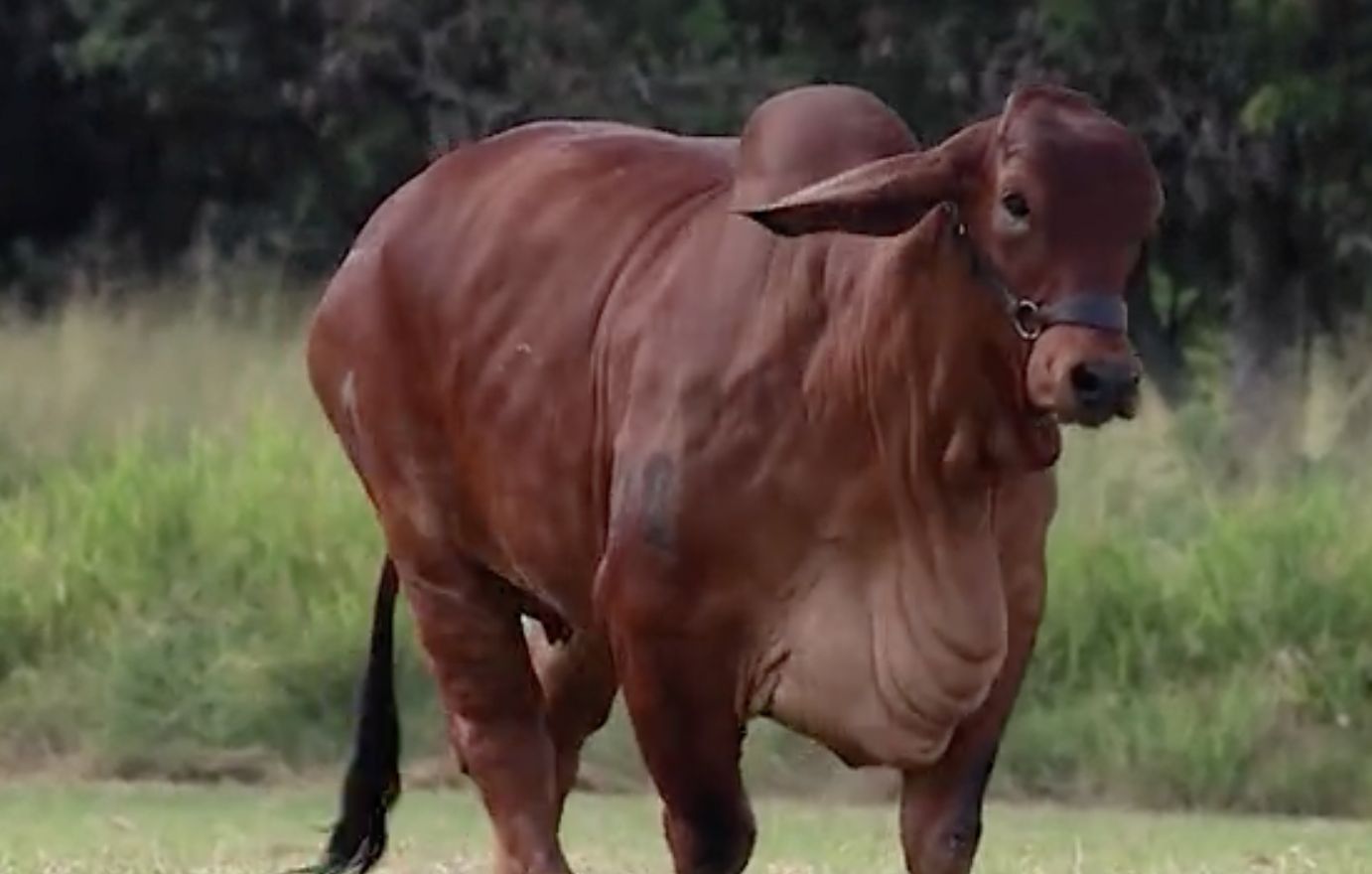 Martina, la vaca de alta genética que costó 1.200 millones 1